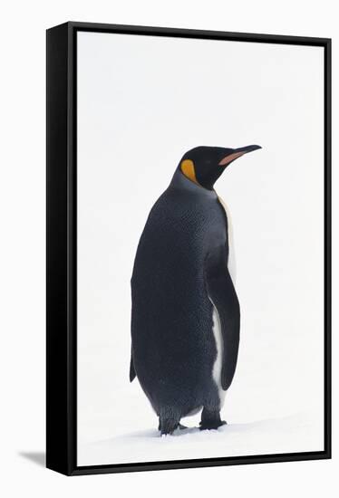 King Penguin-DLILLC-Framed Stretched Canvas