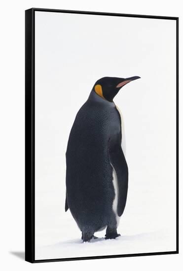 King Penguin-DLILLC-Framed Stretched Canvas