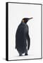 King Penguin-DLILLC-Framed Stretched Canvas