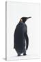 King Penguin-DLILLC-Stretched Canvas