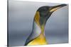 King Penguin-DLILLC-Stretched Canvas