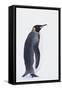 King Penguin-DLILLC-Framed Stretched Canvas