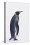 King Penguin-DLILLC-Stretched Canvas