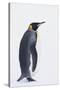 King Penguin-DLILLC-Stretched Canvas