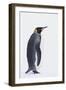 King Penguin-DLILLC-Framed Premium Photographic Print