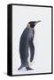 King Penguin-DLILLC-Framed Stretched Canvas