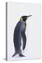 King Penguin-DLILLC-Stretched Canvas