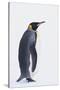 King Penguin-DLILLC-Stretched Canvas