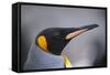 King Penguin-DLILLC-Framed Stretched Canvas