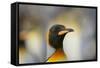 King Penguin-DLILLC-Framed Stretched Canvas