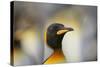 King Penguin-DLILLC-Stretched Canvas