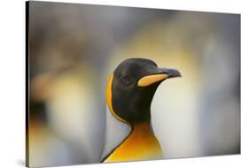 King Penguin-DLILLC-Stretched Canvas