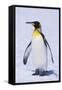 King Penguin-DLILLC-Framed Stretched Canvas