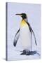 King Penguin-DLILLC-Stretched Canvas