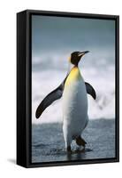 King Penguin-DLILLC-Framed Stretched Canvas