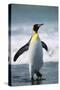 King Penguin-DLILLC-Stretched Canvas