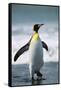 King Penguin-DLILLC-Framed Stretched Canvas