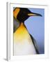 King Penguin-Paul Souders-Framed Photographic Print