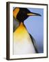 King Penguin-Paul Souders-Framed Photographic Print