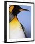 King Penguin-Paul Souders-Framed Photographic Print