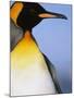 King Penguin-Paul Souders-Mounted Photographic Print