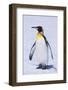 King Penguin-DLILLC-Framed Photographic Print