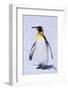 King Penguin-DLILLC-Framed Photographic Print