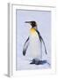 King Penguin-DLILLC-Framed Photographic Print