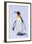 King Penguin-DLILLC-Framed Photographic Print