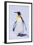 King Penguin-DLILLC-Framed Photographic Print