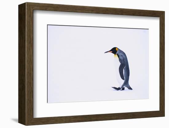 King Penguin-DLILLC-Framed Photographic Print