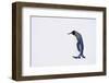 King Penguin-DLILLC-Framed Photographic Print