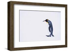 King Penguin-DLILLC-Framed Photographic Print