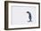 King Penguin-DLILLC-Framed Photographic Print