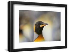 King Penguin-DLILLC-Framed Photographic Print