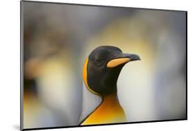 King Penguin-DLILLC-Mounted Photographic Print