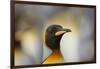 King Penguin-DLILLC-Framed Photographic Print