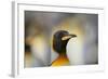 King Penguin-DLILLC-Framed Photographic Print