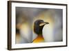 King Penguin-DLILLC-Framed Photographic Print