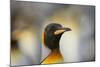 King Penguin-DLILLC-Mounted Photographic Print