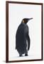 King Penguin-DLILLC-Framed Photographic Print