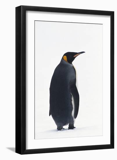 King Penguin-DLILLC-Framed Photographic Print