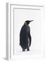 King Penguin-DLILLC-Framed Photographic Print