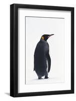 King Penguin-DLILLC-Framed Photographic Print