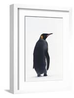 King Penguin-DLILLC-Framed Photographic Print