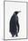 King Penguin-DLILLC-Mounted Photographic Print