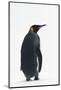 King Penguin-DLILLC-Mounted Photographic Print
