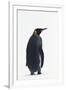 King Penguin-DLILLC-Framed Photographic Print