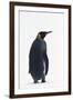 King Penguin-DLILLC-Framed Photographic Print