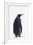 King Penguin-DLILLC-Framed Photographic Print